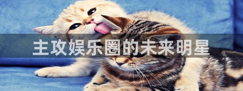 多多28g体育凯捷平台主管：主攻娱乐圈的未来明星